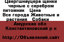 Цвергшнауцера щенки черные с серебром питомник › Цена ­ 30 000 - Все города Животные и растения » Собаки   . Амурская обл.,Константиновский р-н